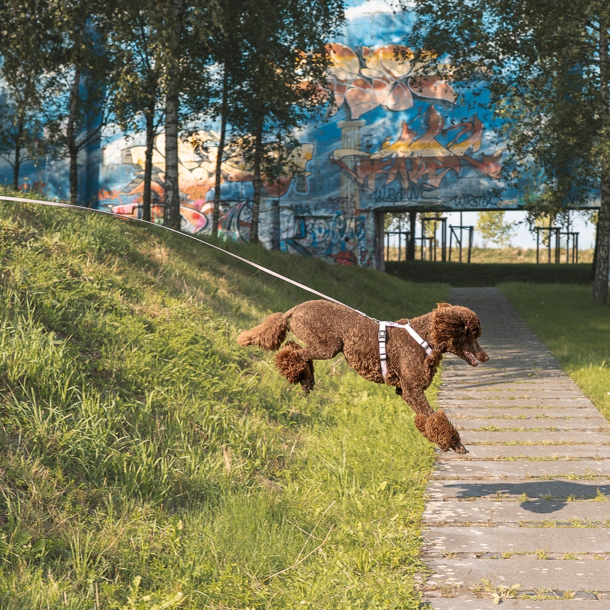 Tracking Leash with handle - Matrix 2.0 Lavender