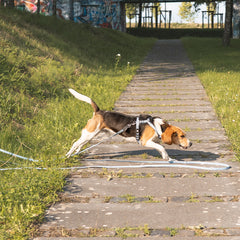 Tracking Leash with handle - Matrix 2.0 Ocean