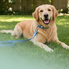 Golden Retriever liegt im Garten und trägt eine blaue Max & Molly Matrix Kurzleine