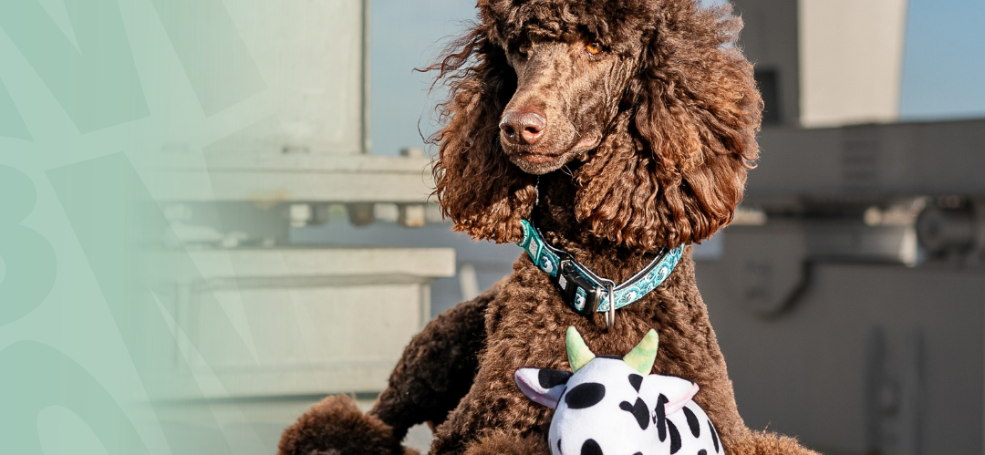 Max & Molly Urban Pets