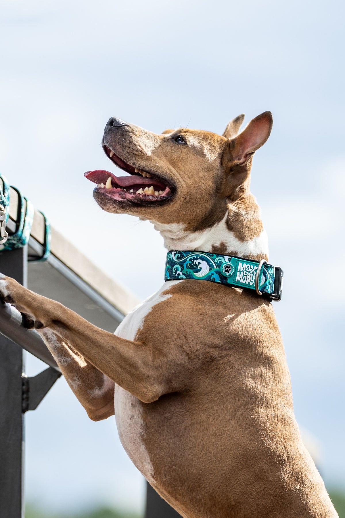 Gotcha! Smart ID Wide Dog Collar - Storm