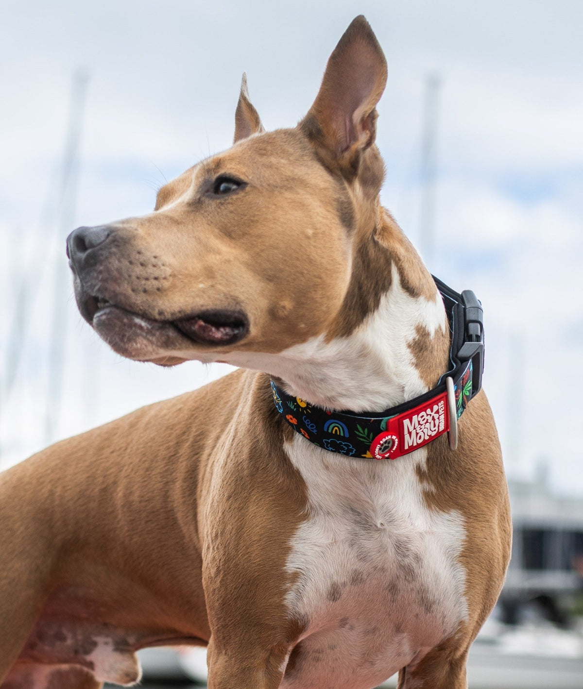 Gotcha! Smart ID Breites Hunde Halsband - Kindergarten