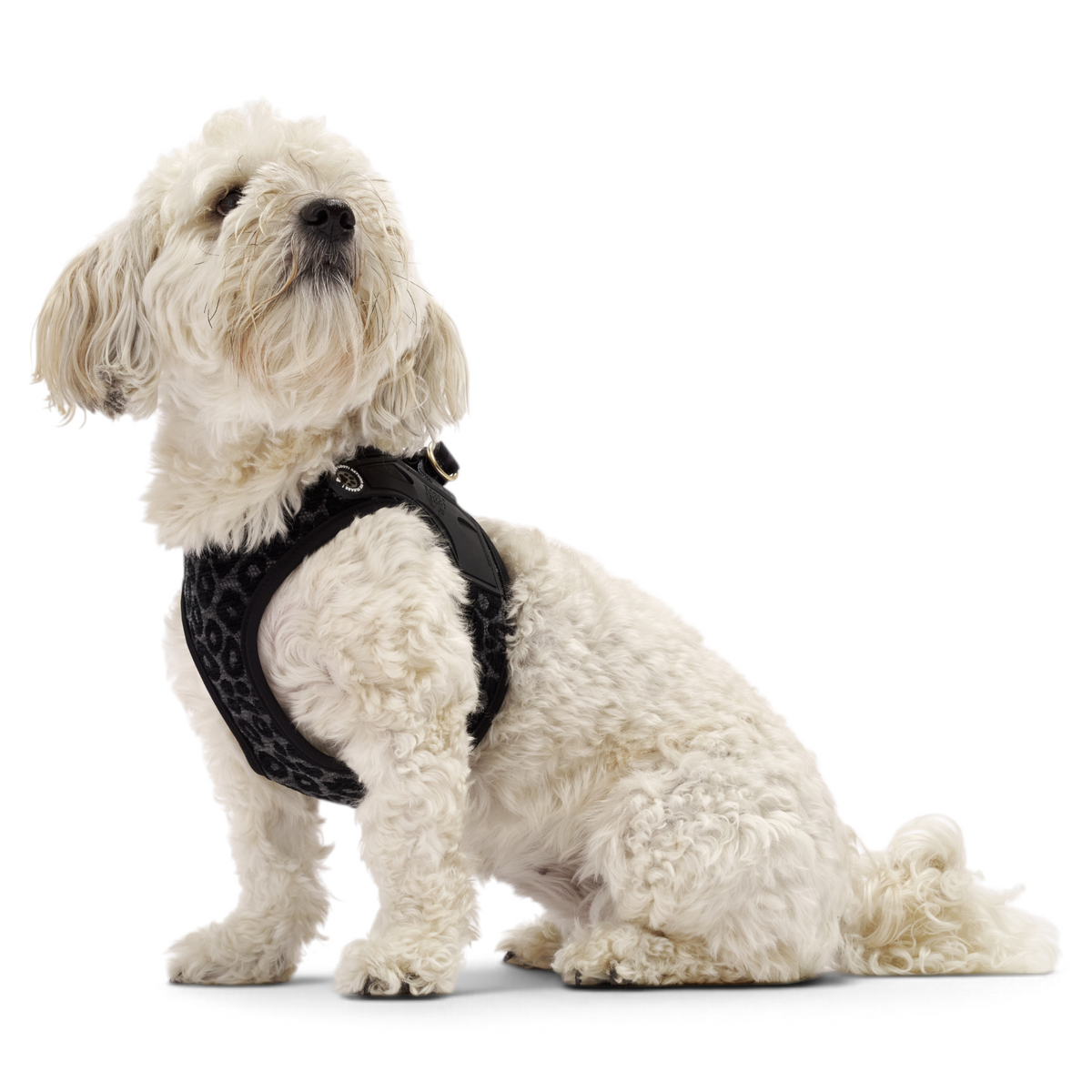 Air Vest Hundegeschirr - Leo Black