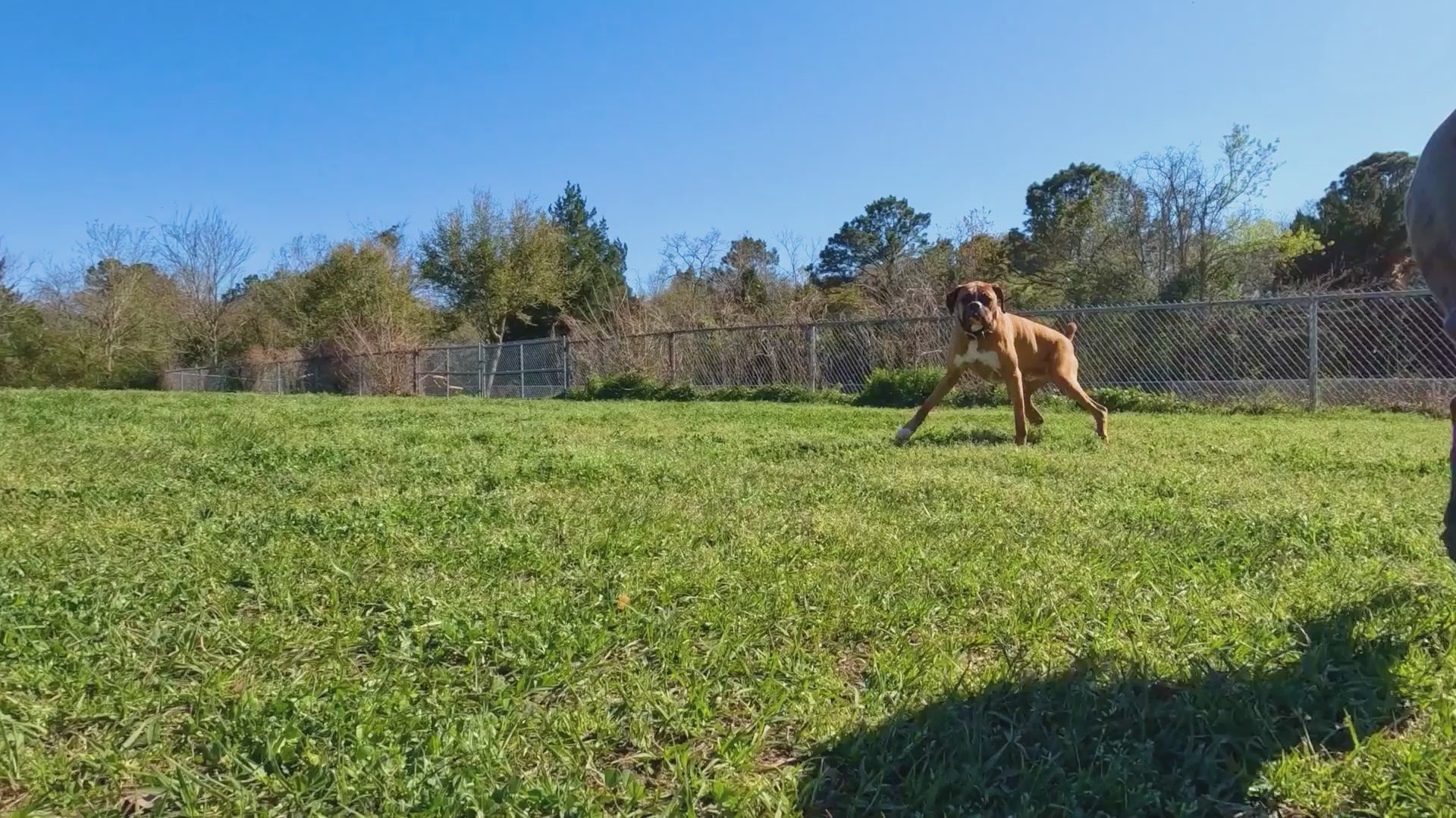 Load video: Soundshield MINI - 24/7 Ultrasonic Technology Against Ticks &amp; Fleas - Black