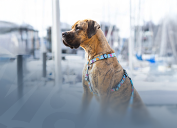 Max & Molly Urban Pets