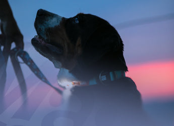 Max & Molly Urban Pets