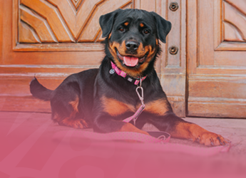 Max & Molly Urban Pets