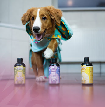 Max & Molly Urban Pets