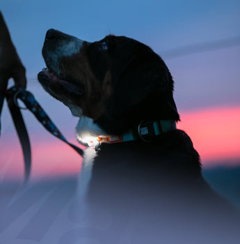 Max & Molly Urban Pets