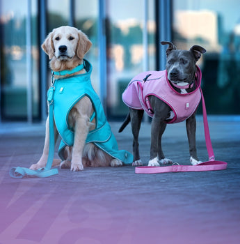 Max & Molly Urban Pets