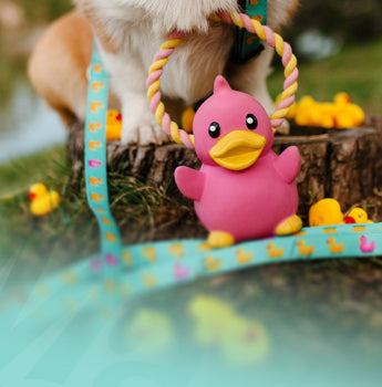 Max & Molly Urban Pets