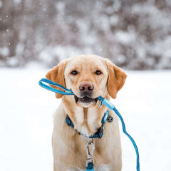 Multi Function Leash - Matrix Sky Blue