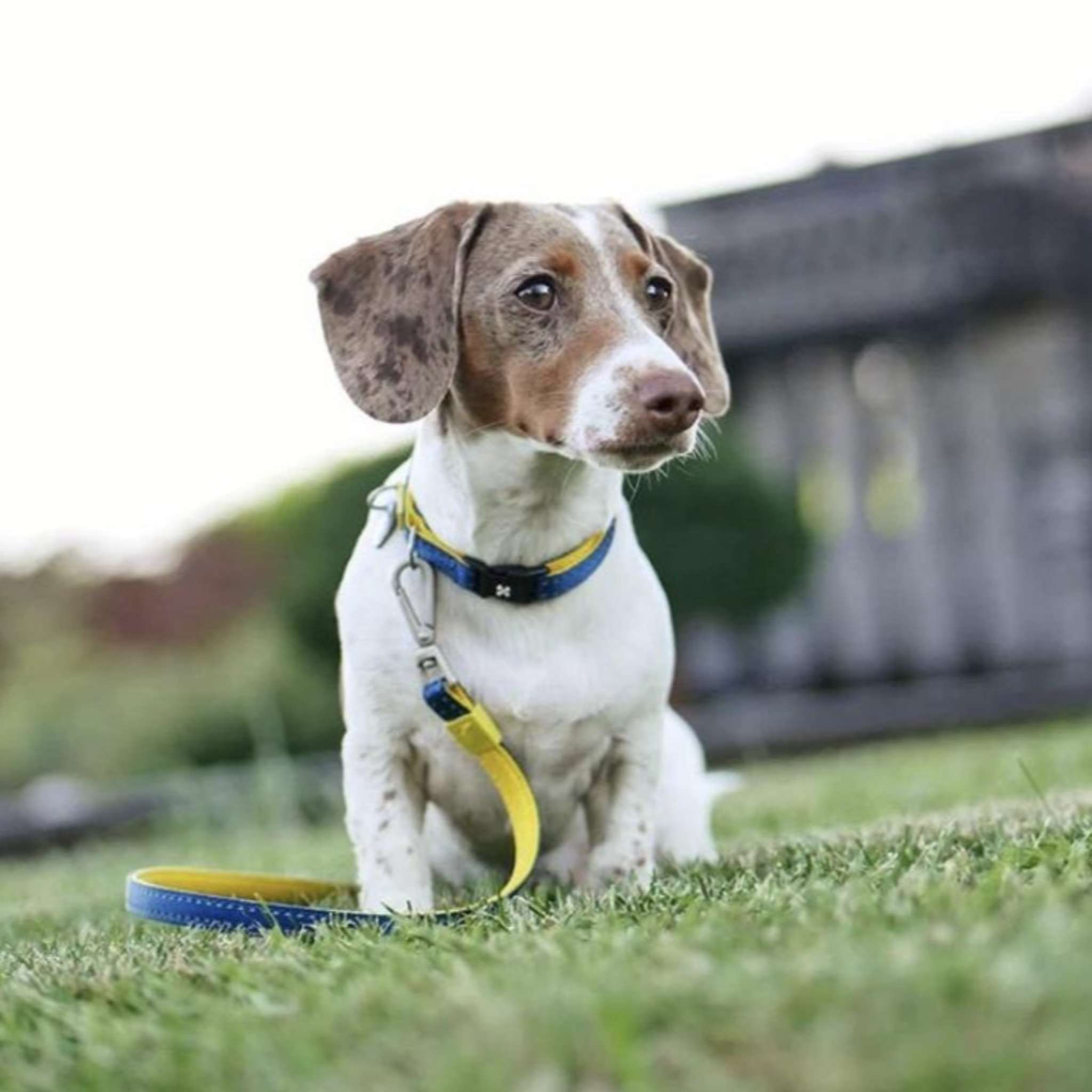 Kurzleine - Matrix Yellow