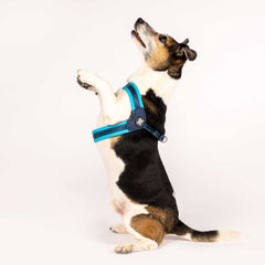 Q-Fit Harness Sky Blue