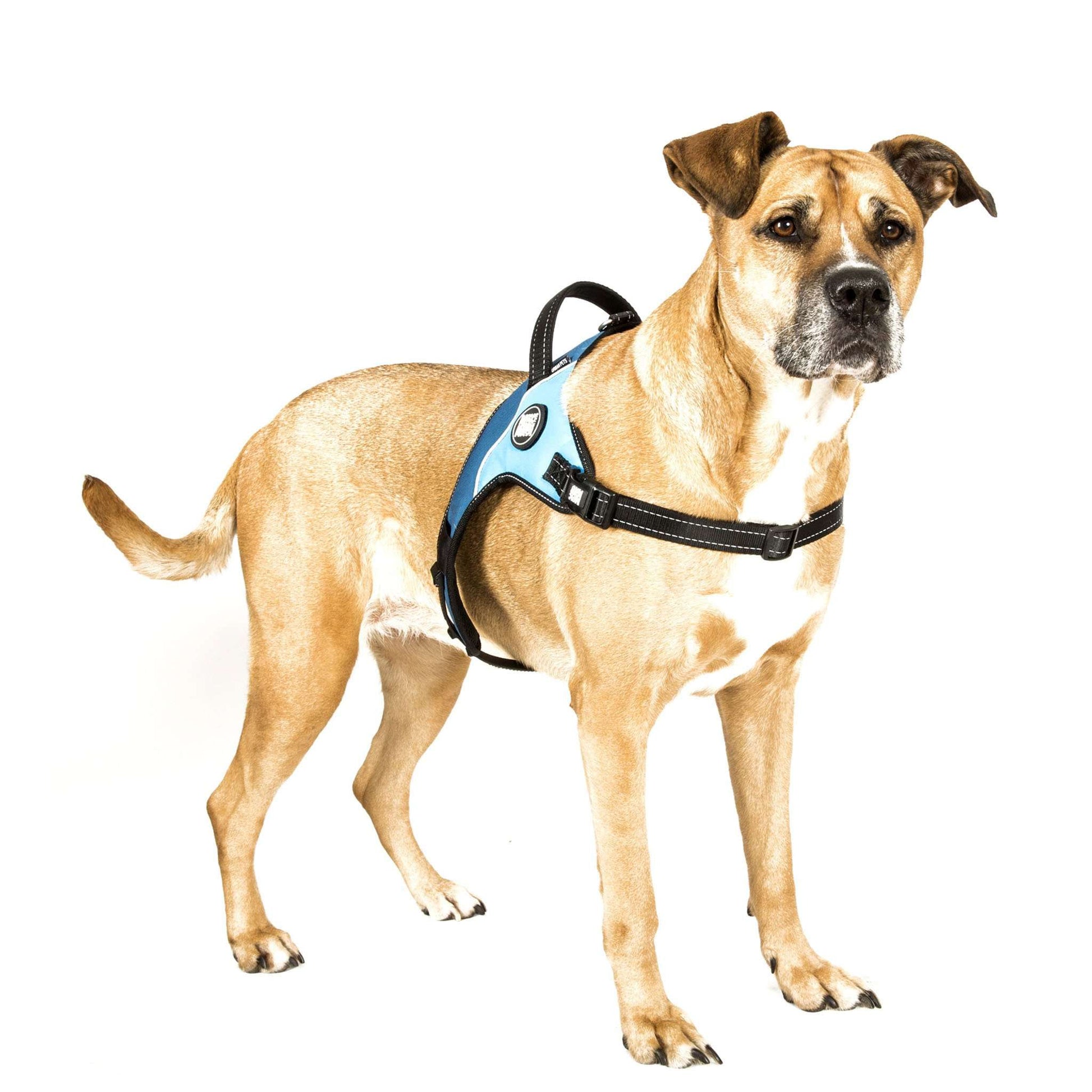 Matrix Power Harness - Sky Blue Photo - Max & Molly Urban Pets